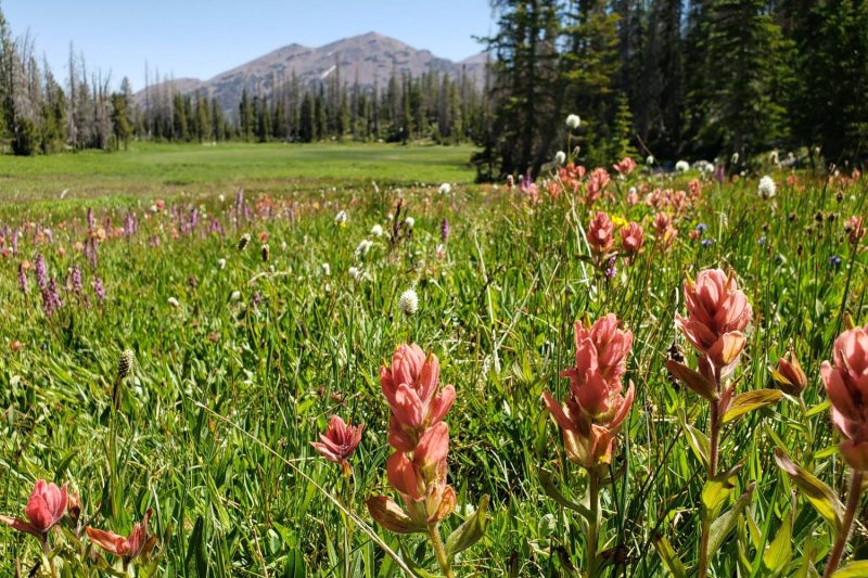 Close up field of wild flowers with pine trees and a peak from the Uinta mountains.